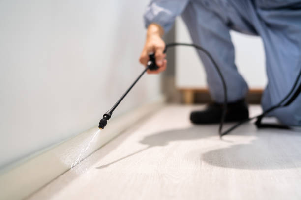 Wasp Removal Services in Honeyville, UT