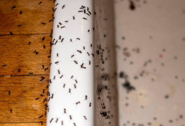 Best Flea Control Services  in Honeyville, UT