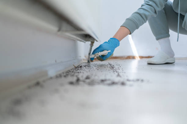 Trusted Honeyville, UT Pest Control Experts